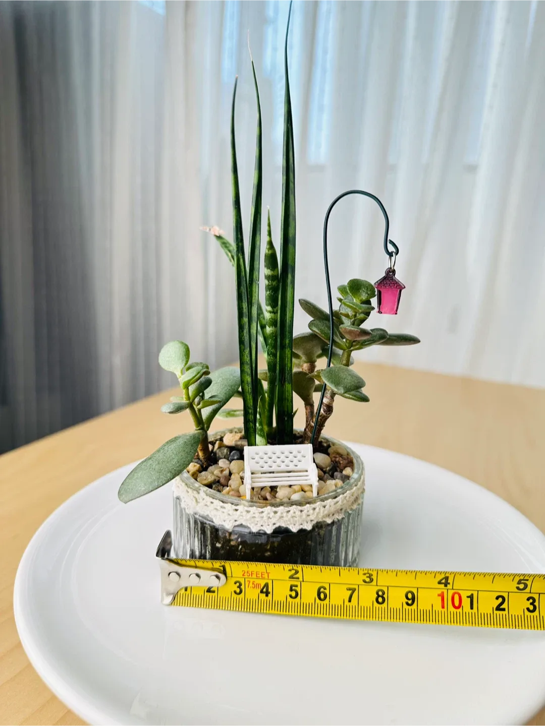 🥕Unique Super low maintenance plants image indicator(6)