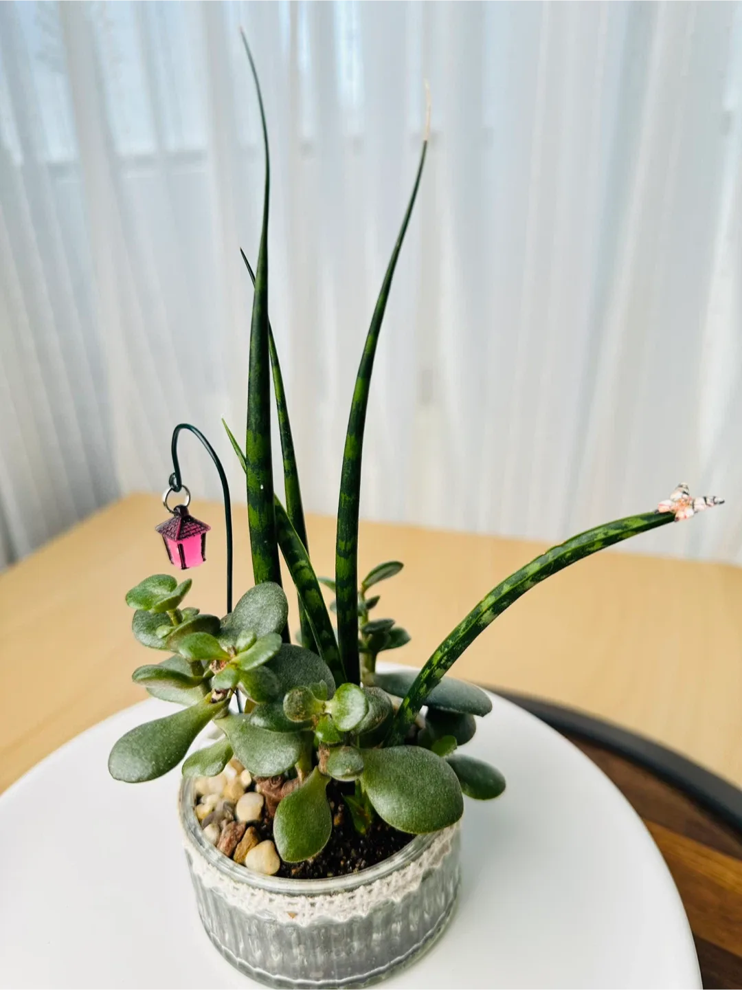 🥕Unique Super low maintenance plants image indicator(4)