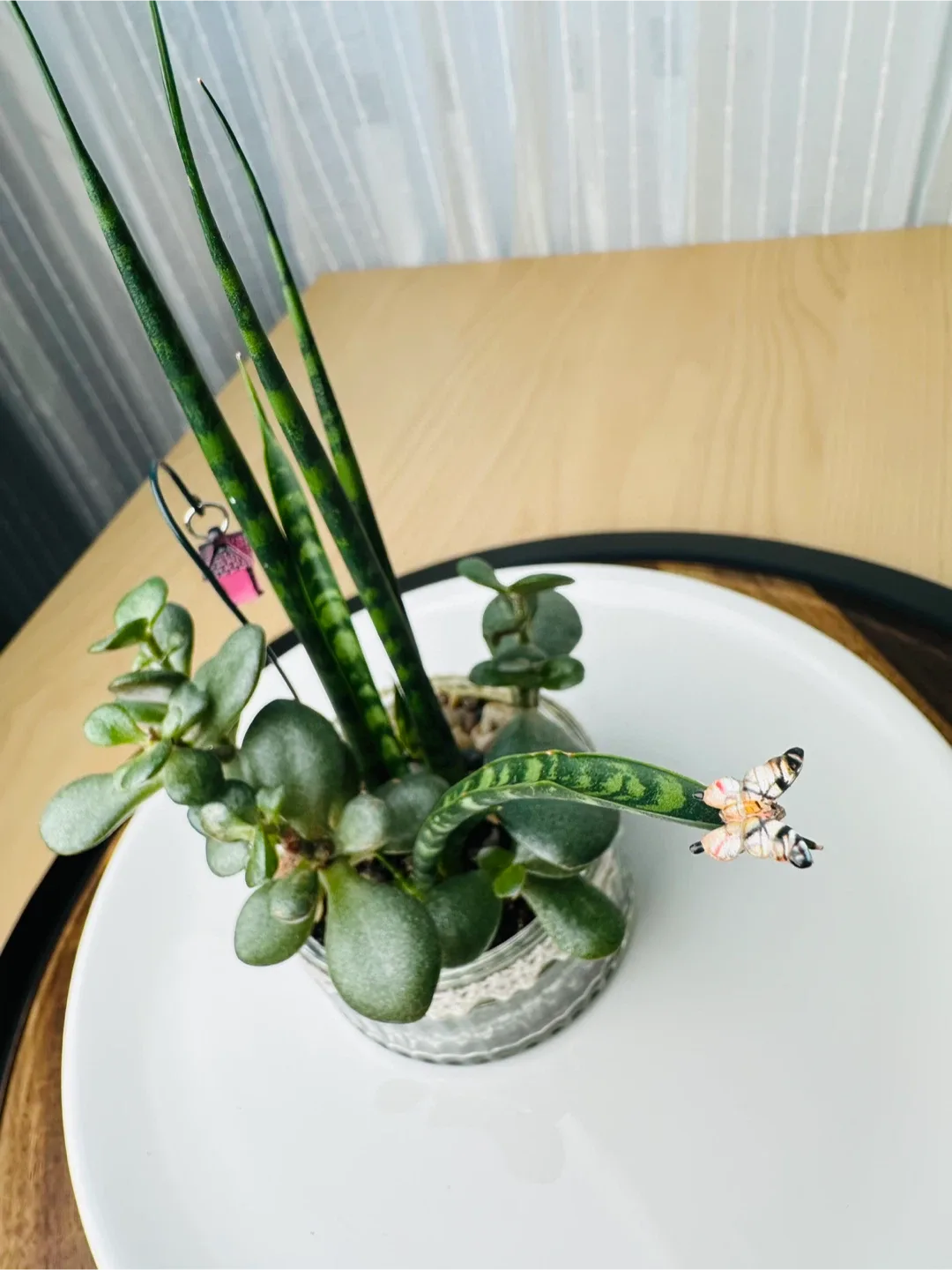 🥕Unique Super low maintenance plants image indicator(3)