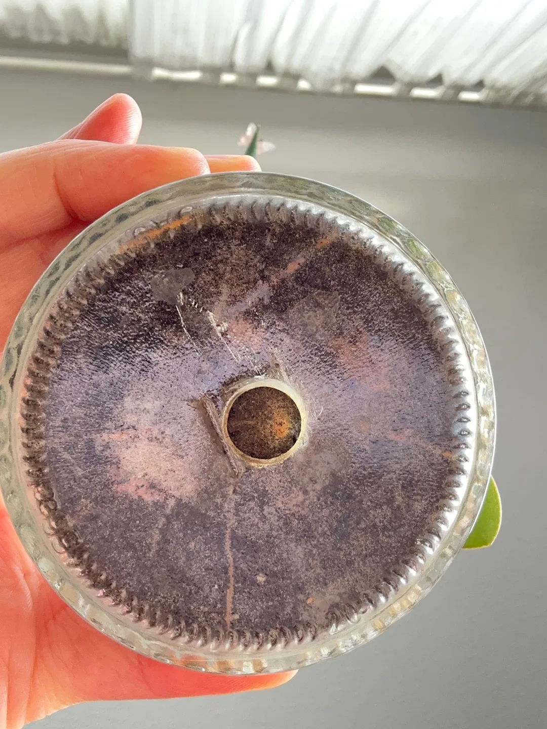 🥕Unique Super low maintenance plants image indicator(10)