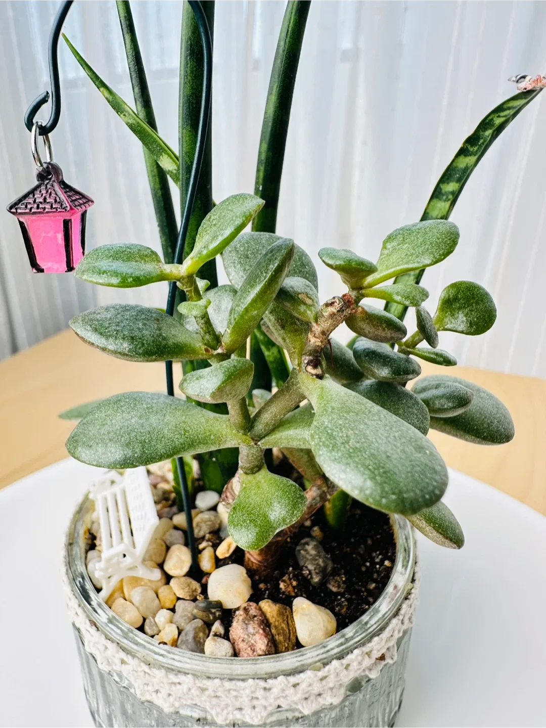 🥕Unique Super low maintenance plants image indicator(8)