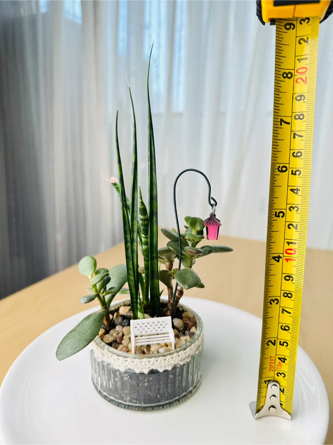 🥕Unique Super low maintenance plants image indicator(7)