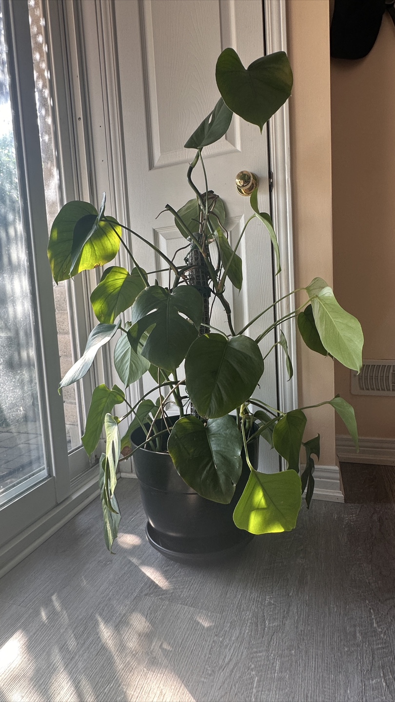 Monstera Deliciosa Plant - photo 4