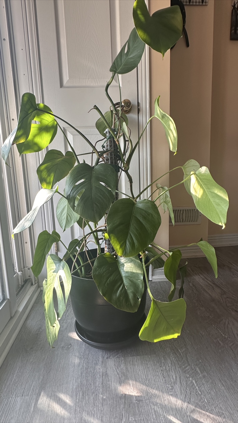 Monstera Deliciosa Plant