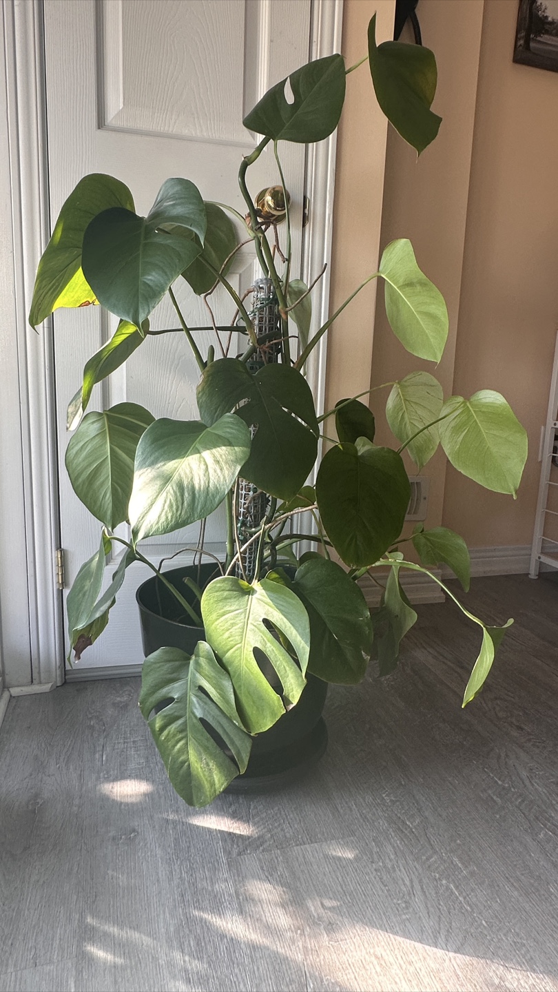 Monstera Deliciosa Plant - photo 3