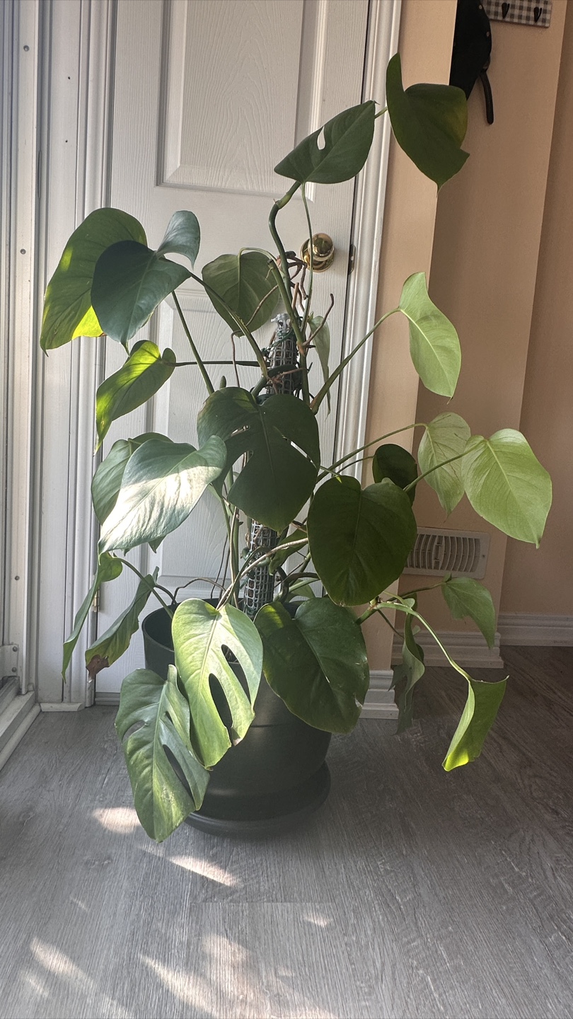 Monstera Deliciosa Plant - photo 2