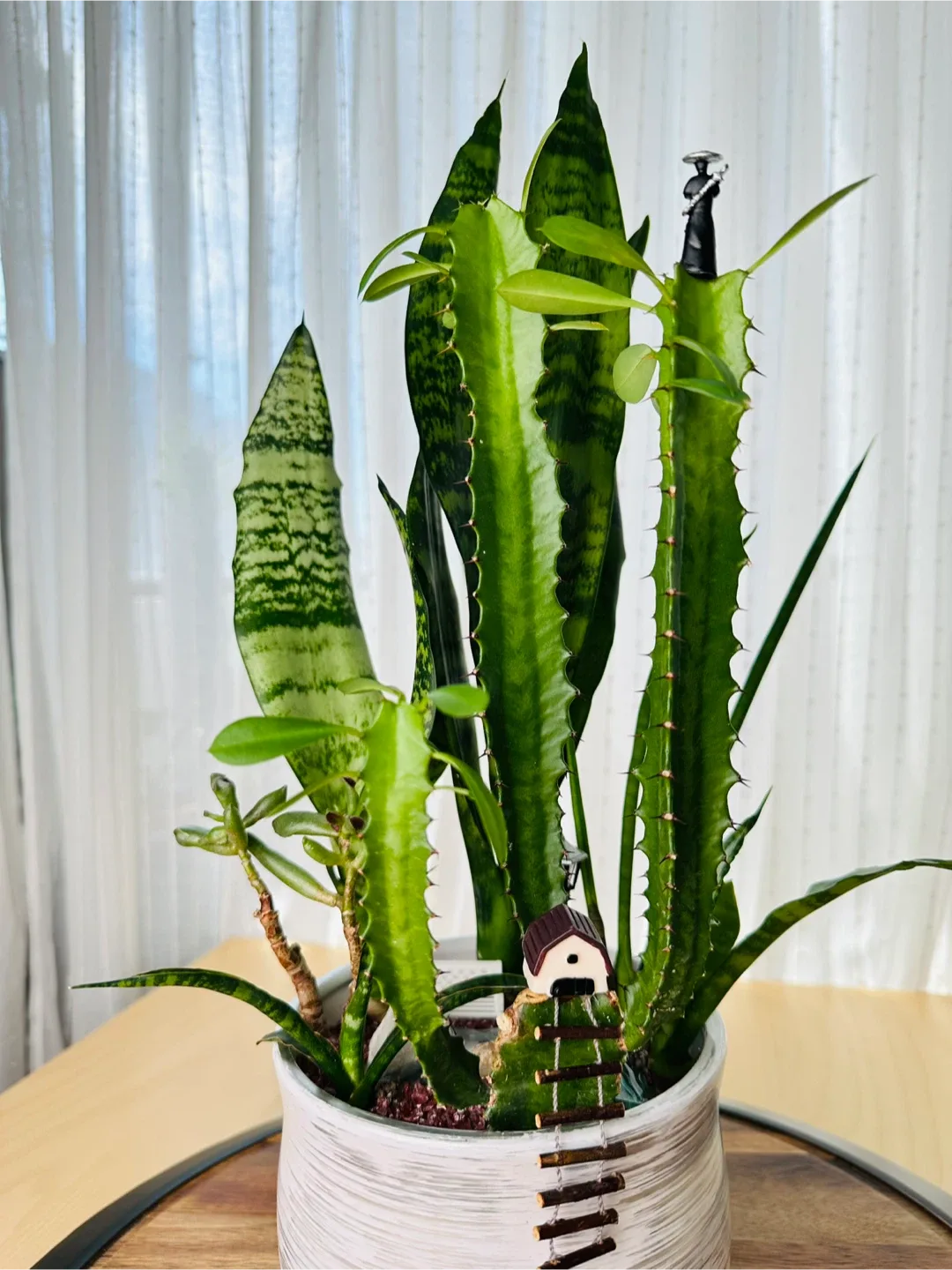 🥕Unique Low maintenance plant Arrangement thumbnail