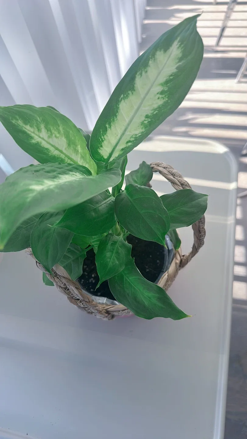 Potted Dieffenbachia Plant image indicator(2)
