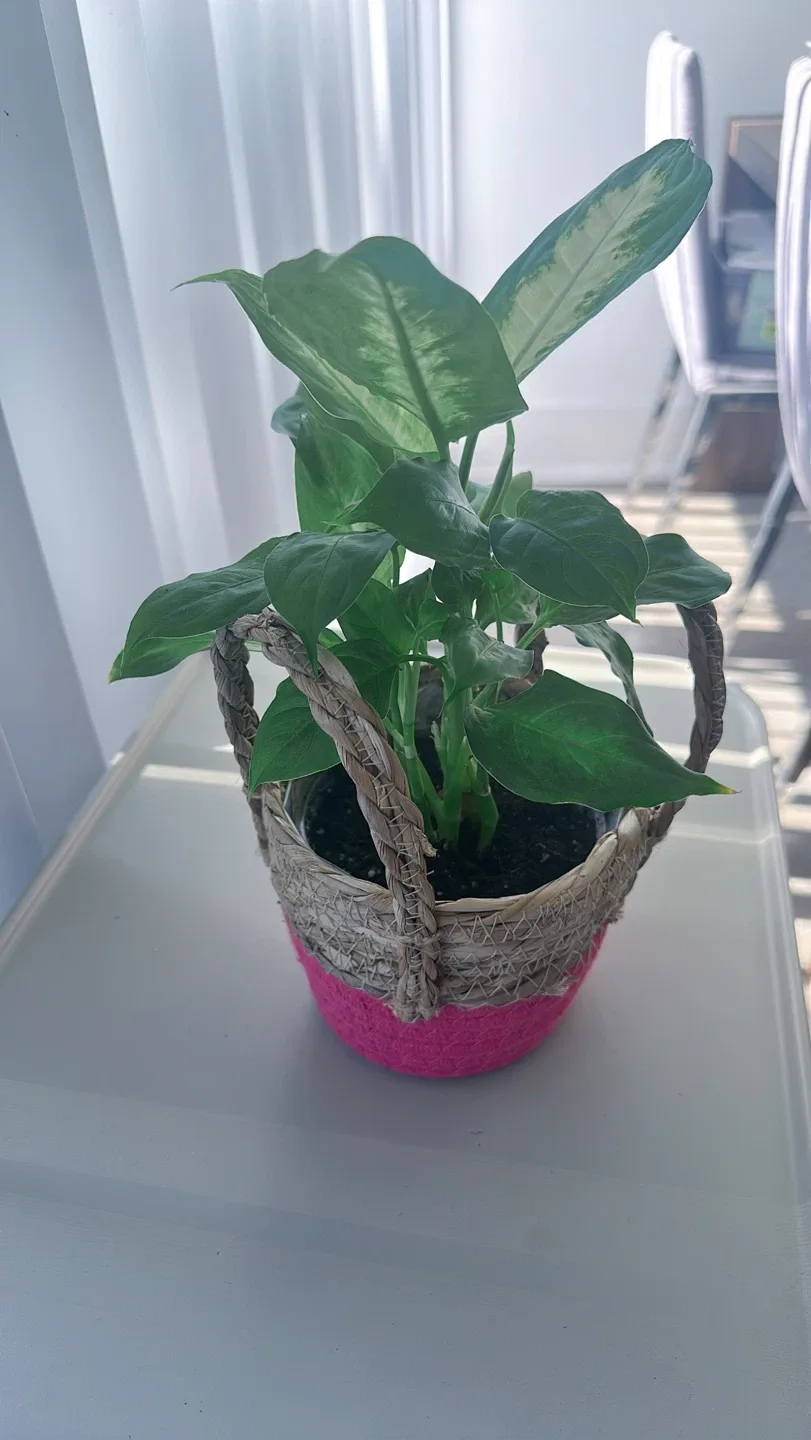 Potted Dieffenbachia Plant image indicator(3)