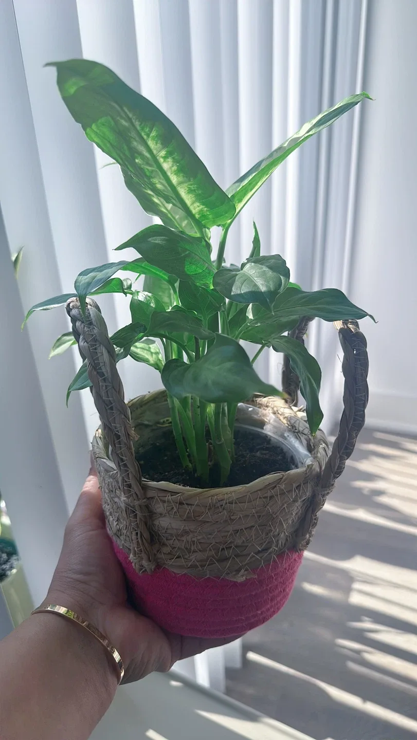 Potted Dieffenbachia Plant image indicator(6)