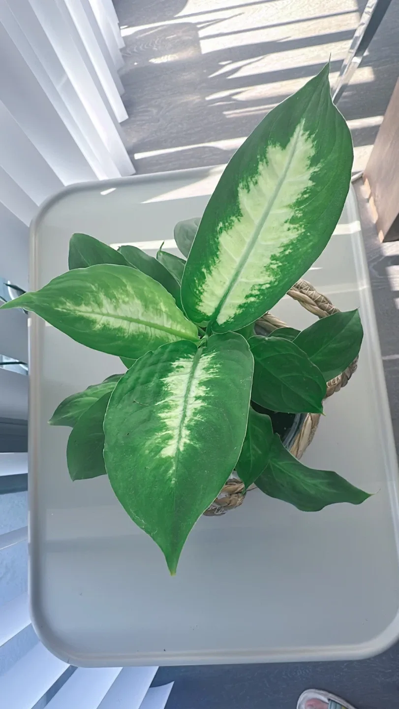 Potted Dieffenbachia Plant thumbnail