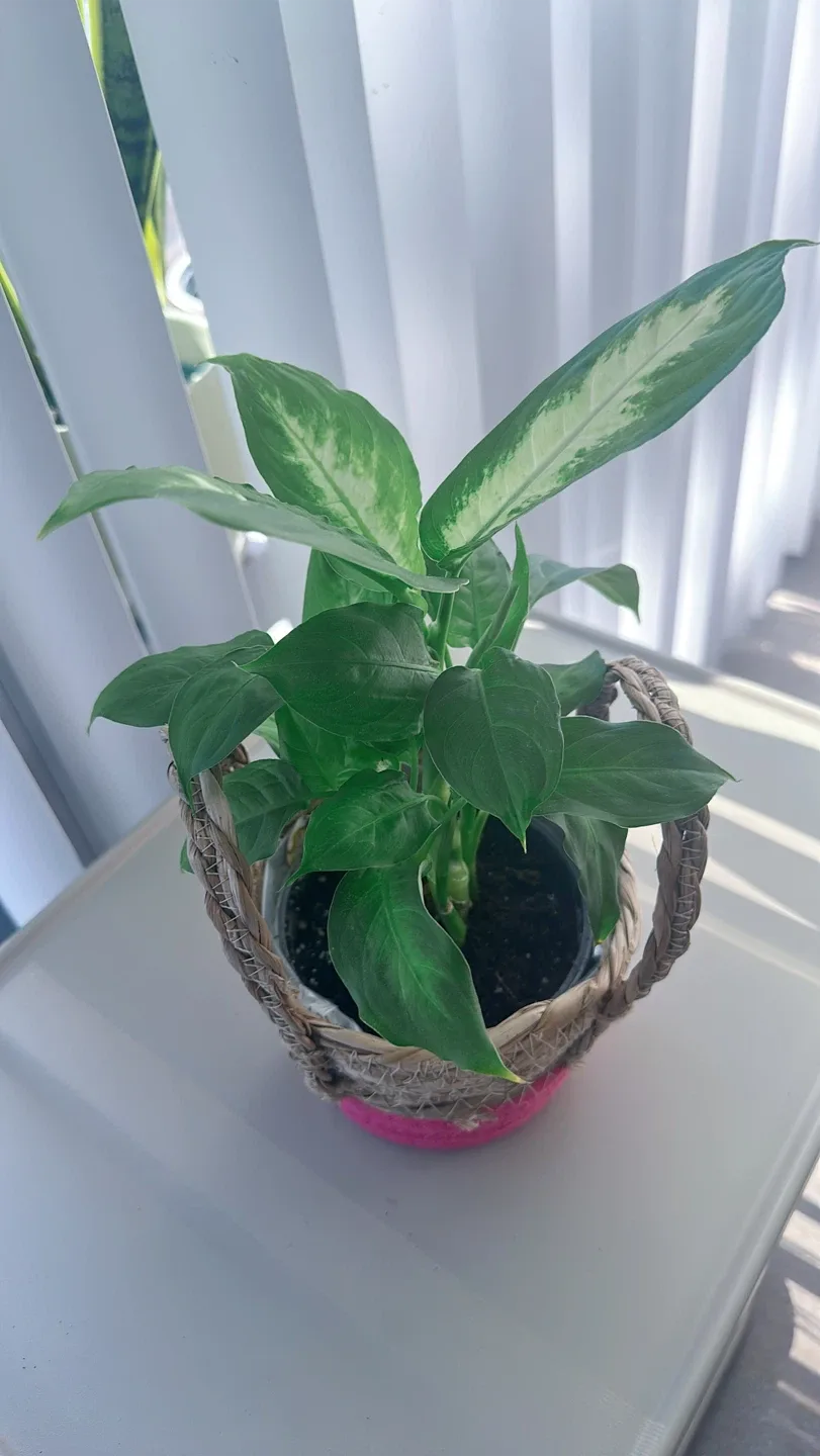 Potted Dieffenbachia Plant image indicator(5)