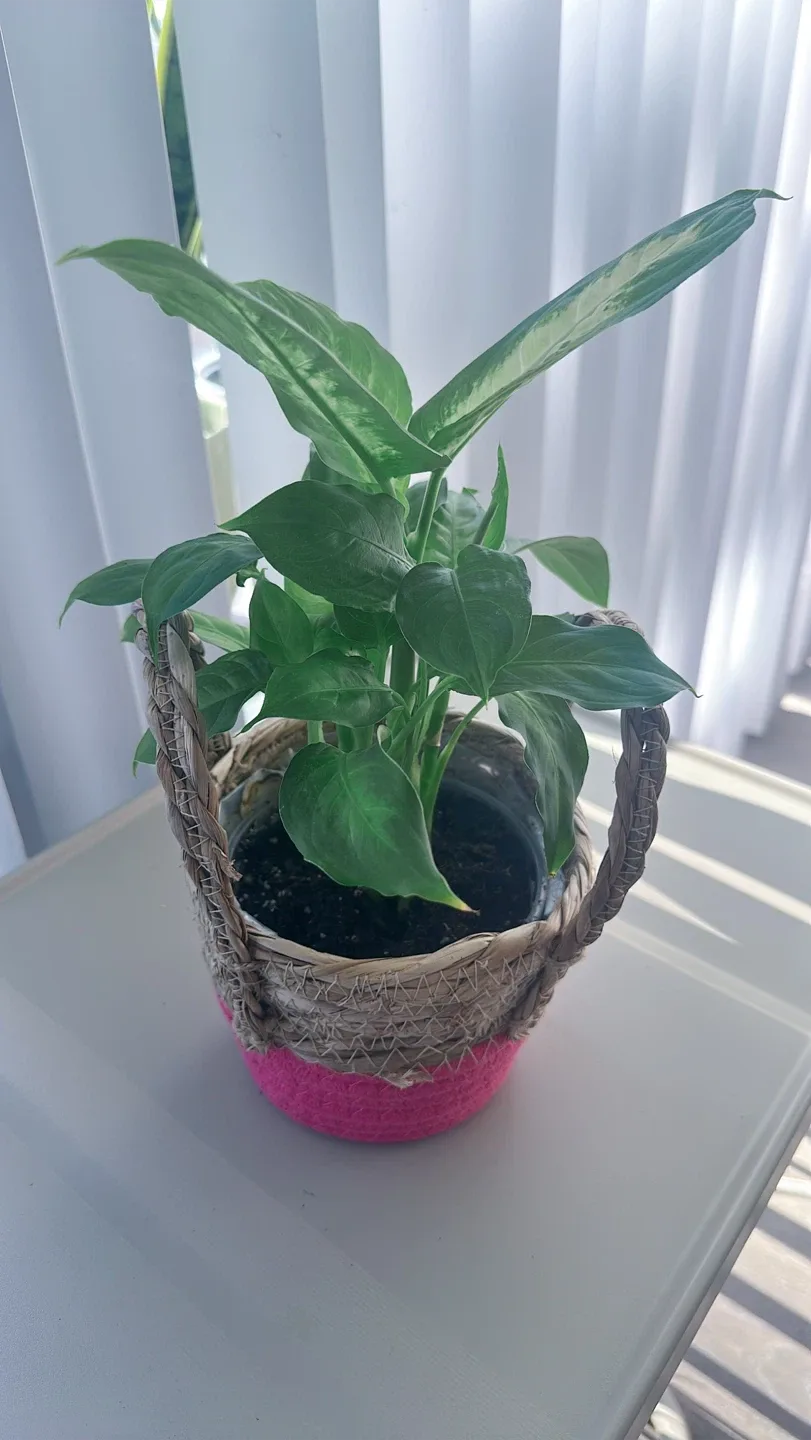 Potted Dieffenbachia Plant image indicator(4)