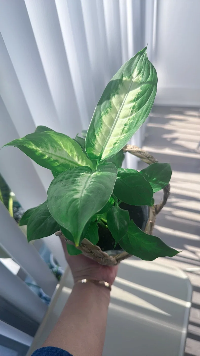 Potted Dieffenbachia Plant image indicator(7)