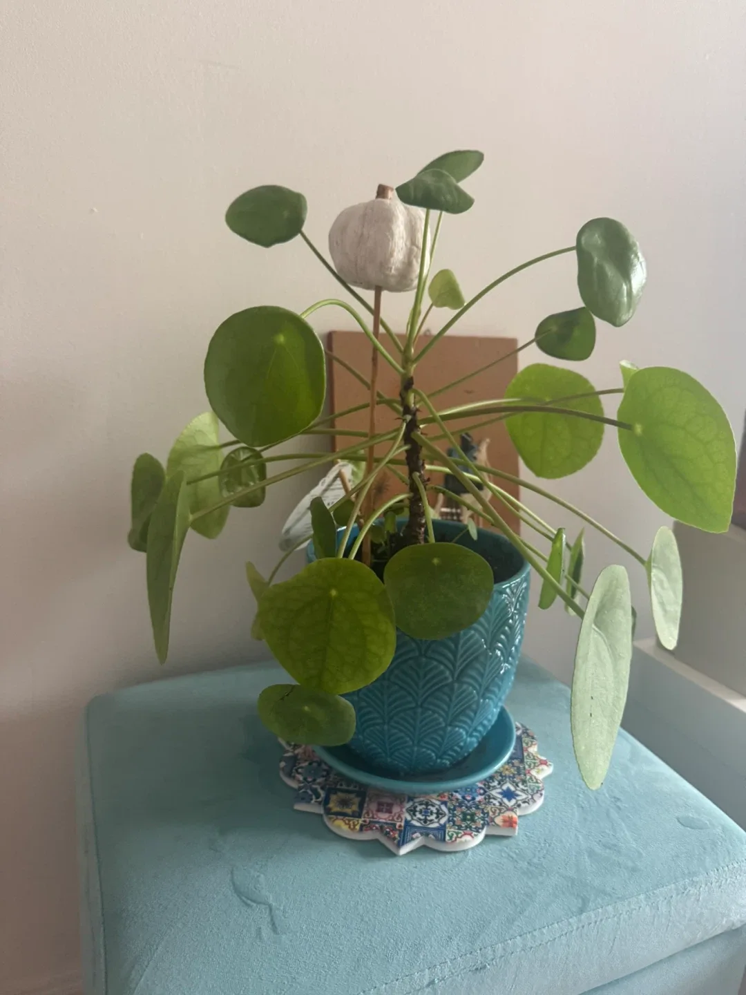 Pilea peperomioides (Chinese Money Plant) image indicator(2)