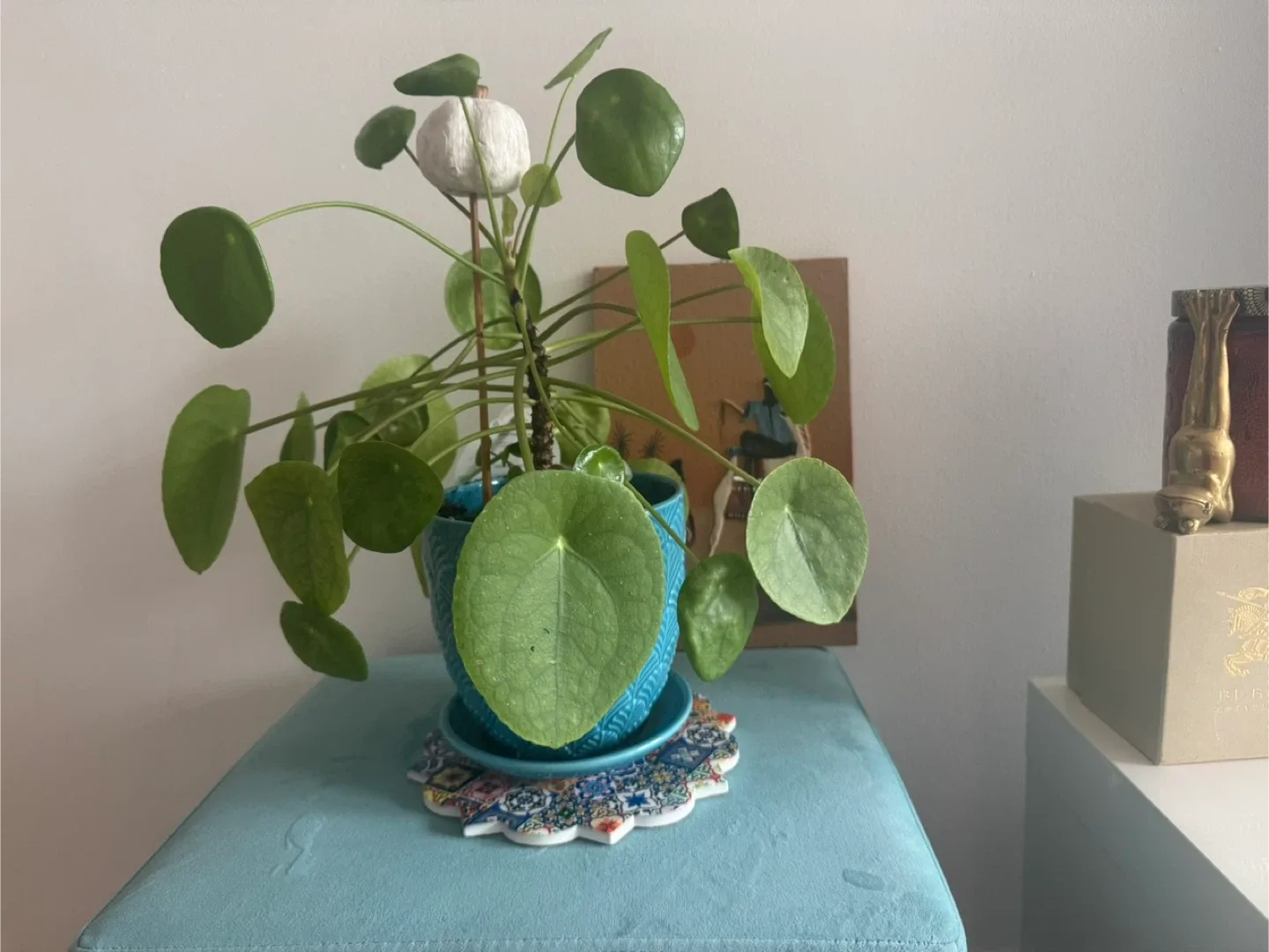 Pilea peperomioides (Chinese Money Plant) image indicator(3)