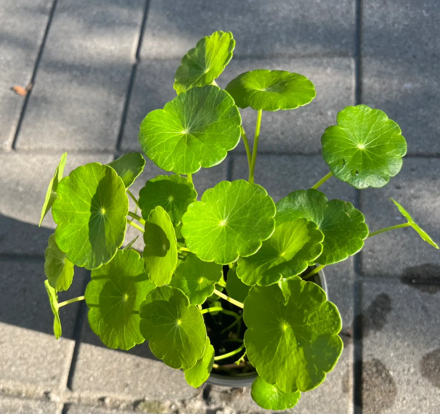 Marsh Pennywort/Chinese money plant in 4”pot thumbnail