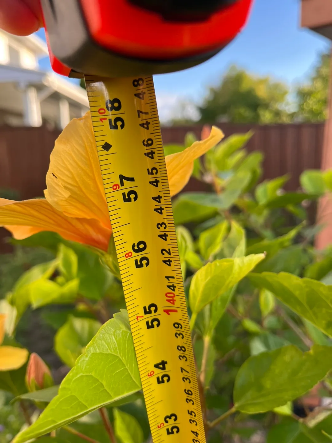 Potted Hibiscus Plant - Approx 56 inches Tall thumbnail