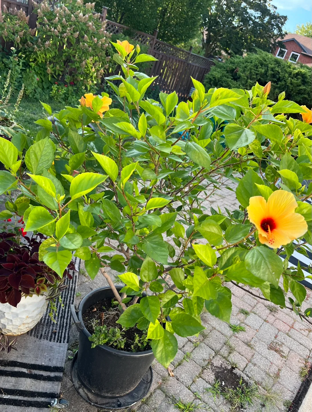 Potted Hibiscus Plant - Approx 56 inches Tall image indicator(6)