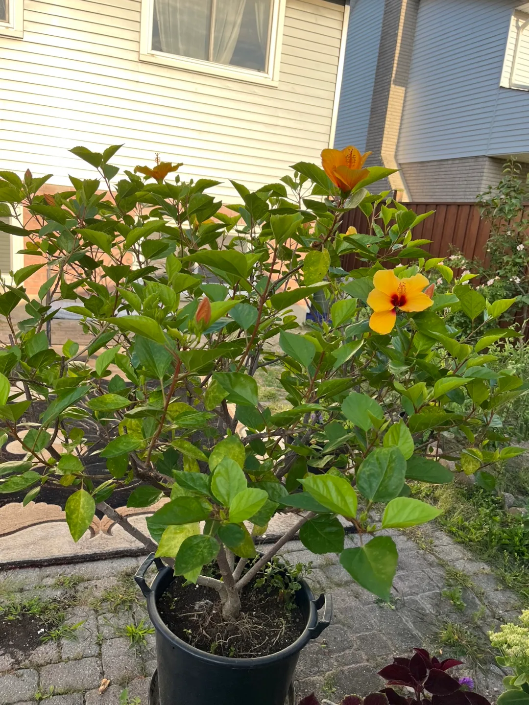 Potted Hibiscus Plant - Approx 56 inches Tall image indicator(3)