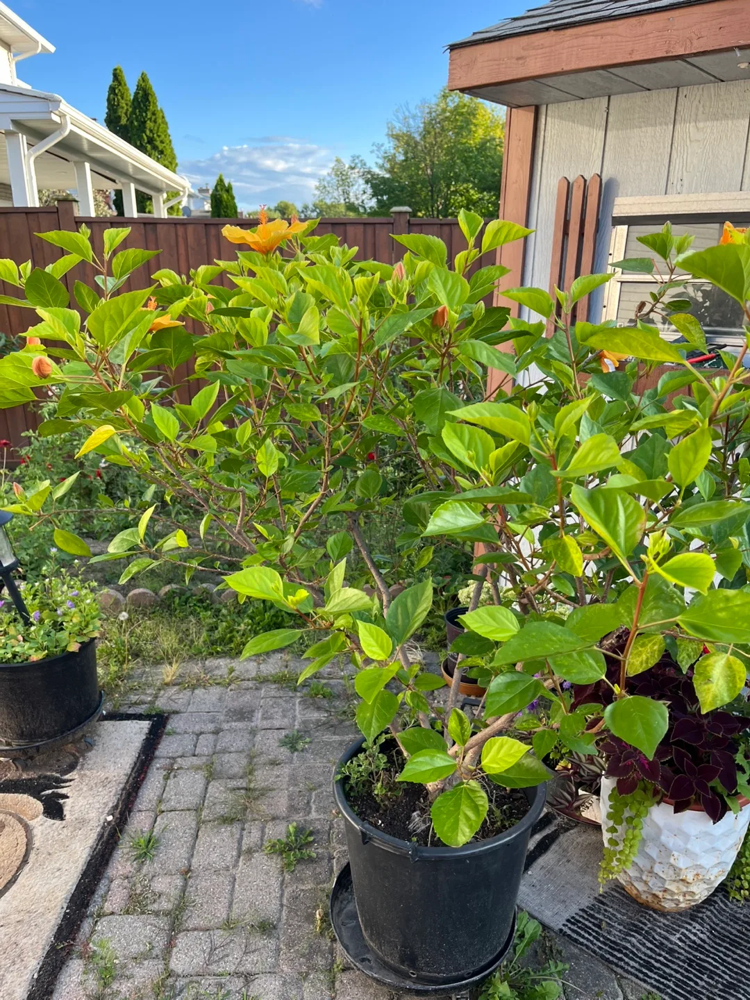 Potted Hibiscus Plant - Approx 56 inches Tall image indicator(2)
