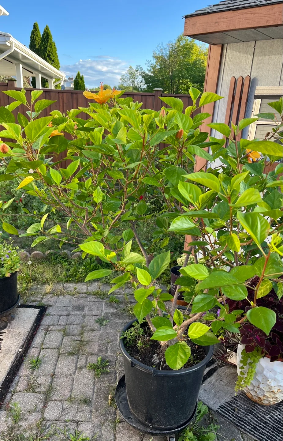 Potted Hibiscus Plant - Approx 56 inches Tall image indicator(5)