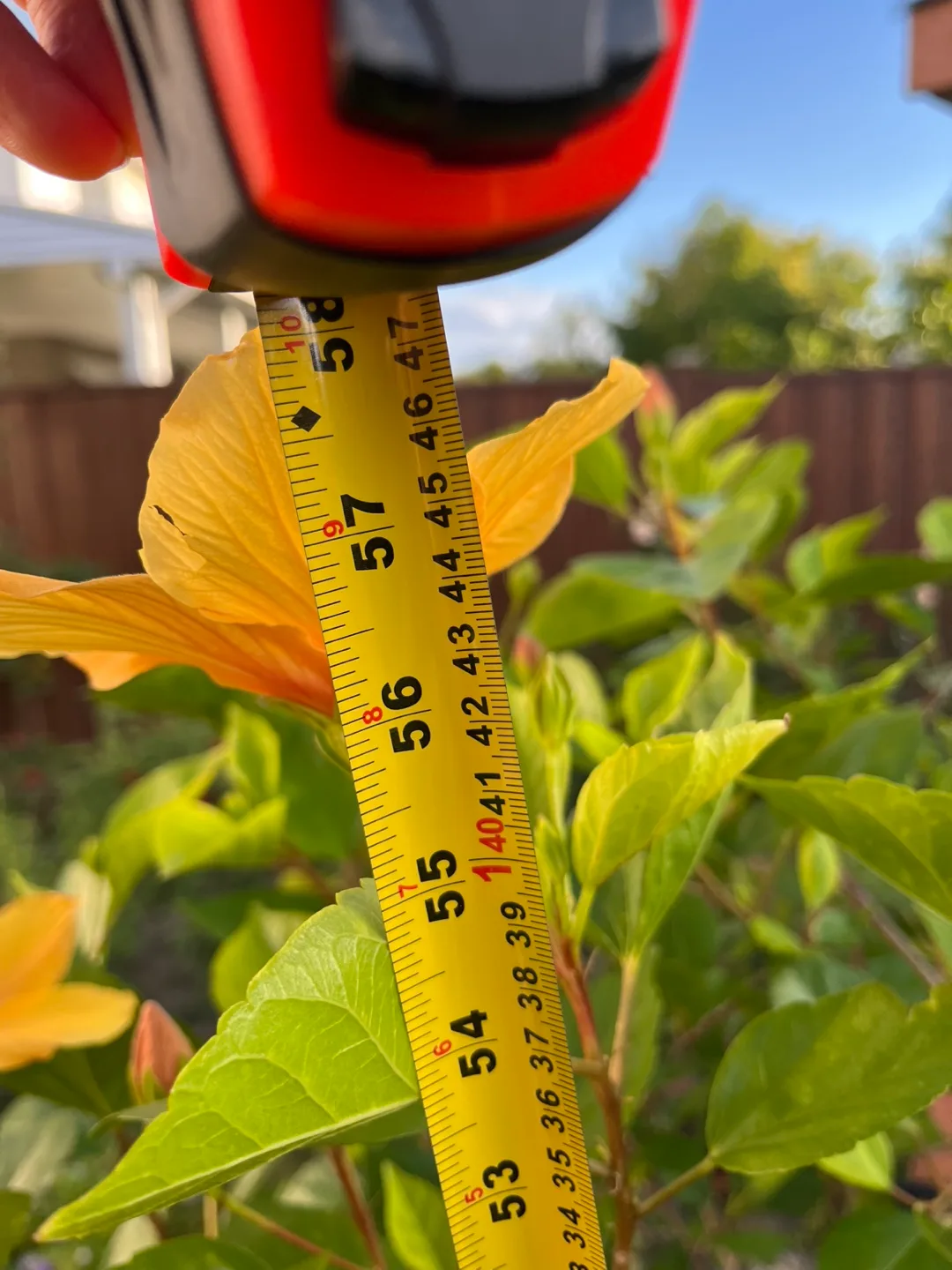 Potted Hibiscus Plant - Approx 56 inches Tall image indicator(4)