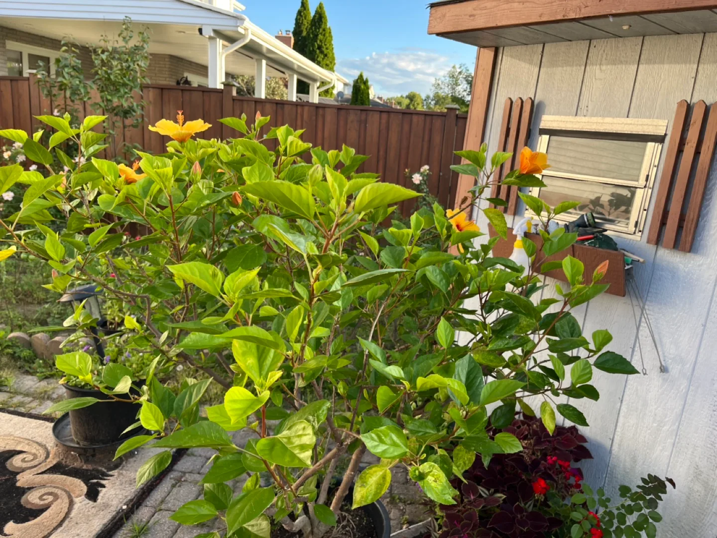 Potted Hibiscus Plant - Approx 56 inches Tall image indicator(7)