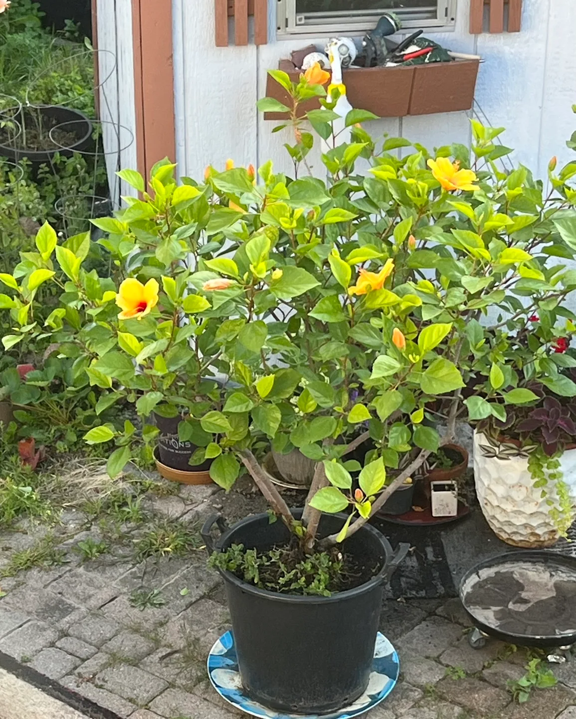 Potted Hibiscus Plant - Approx 56 inches Tall image indicator(8)