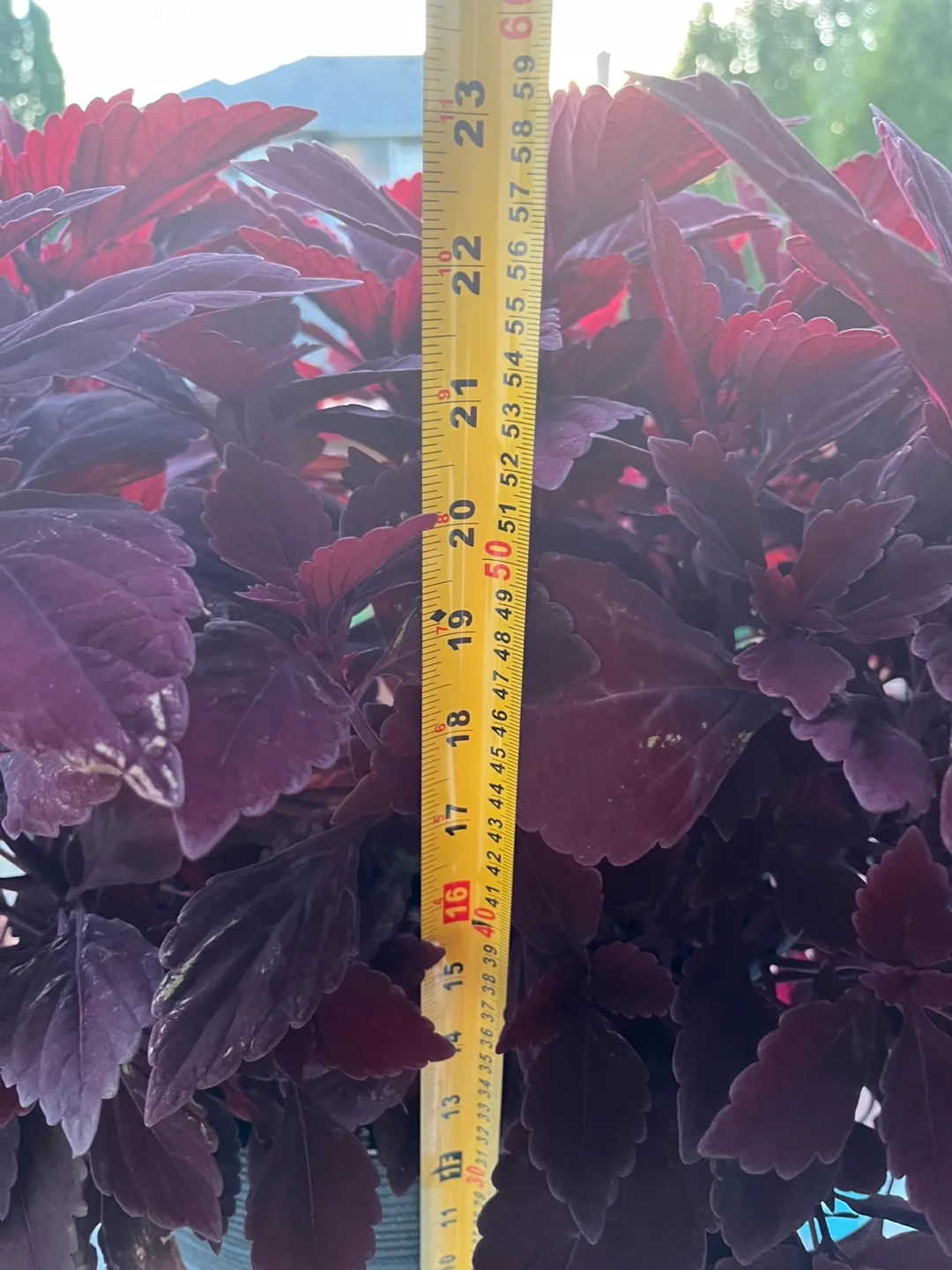 Coleus Plant - Approx. 23 Inches Tall thumbnail