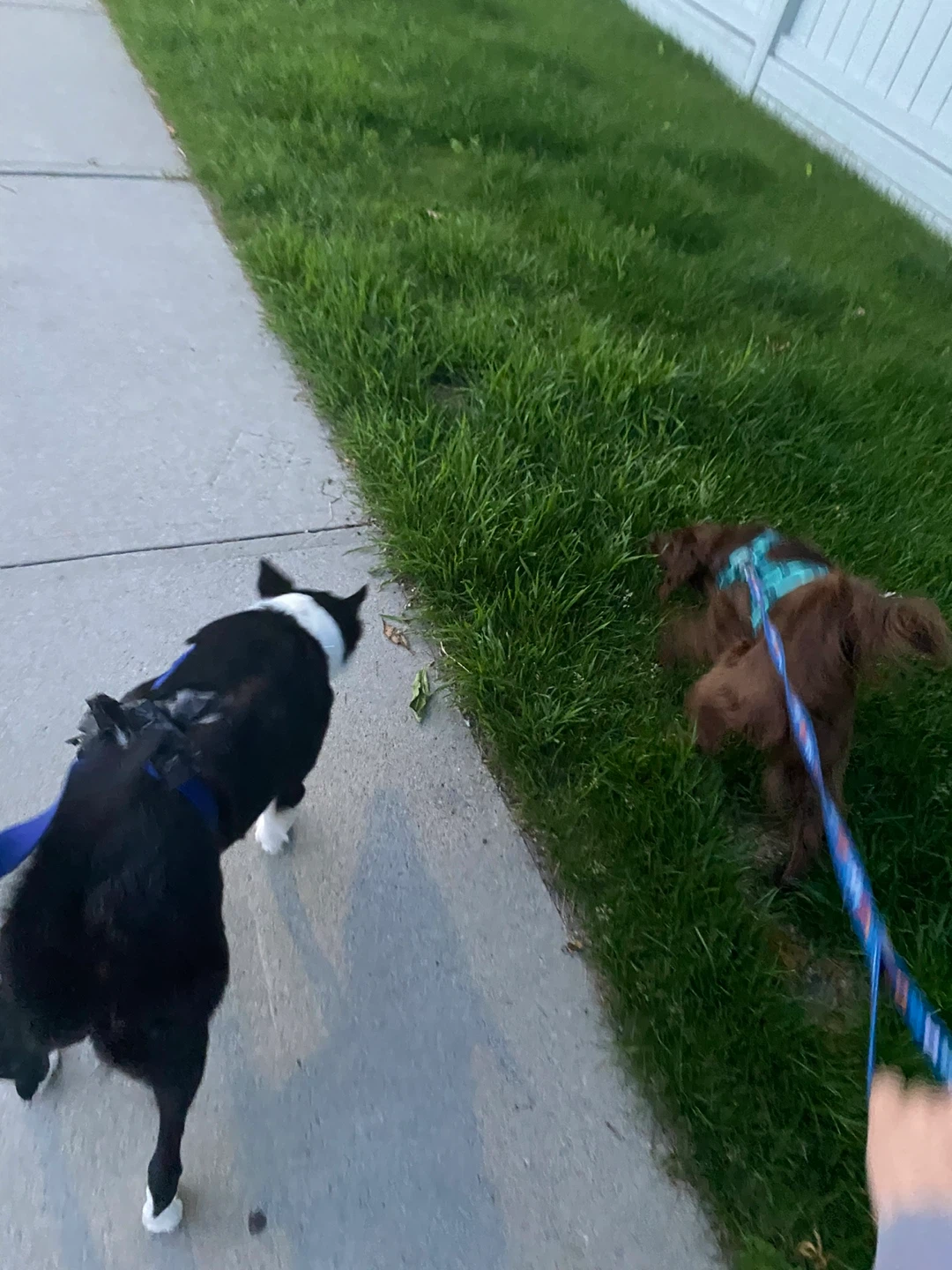 Dog sitting / walking