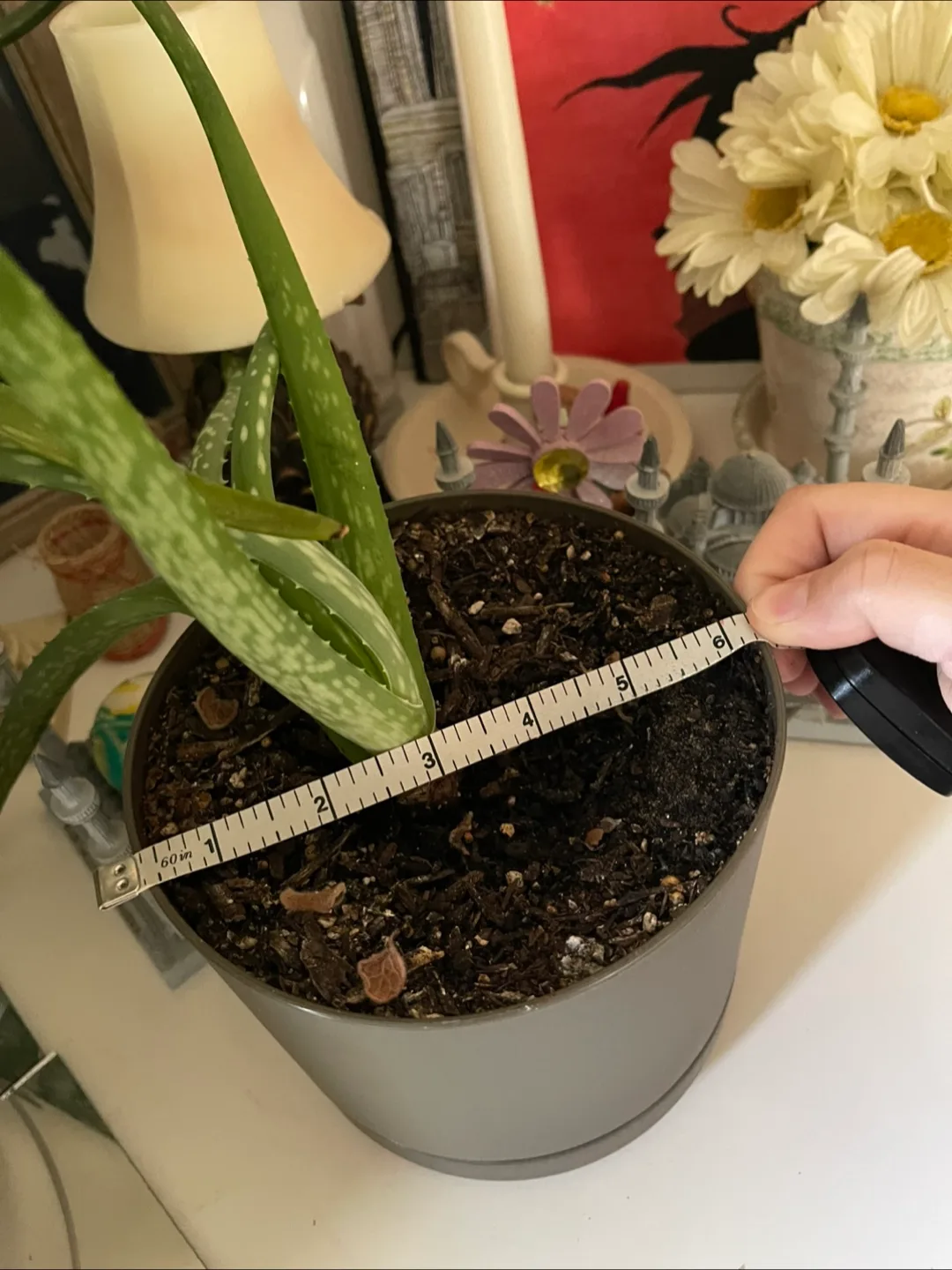 🥕Aleo Vera Plant Pot - 5 inch diameter image indicator(4)