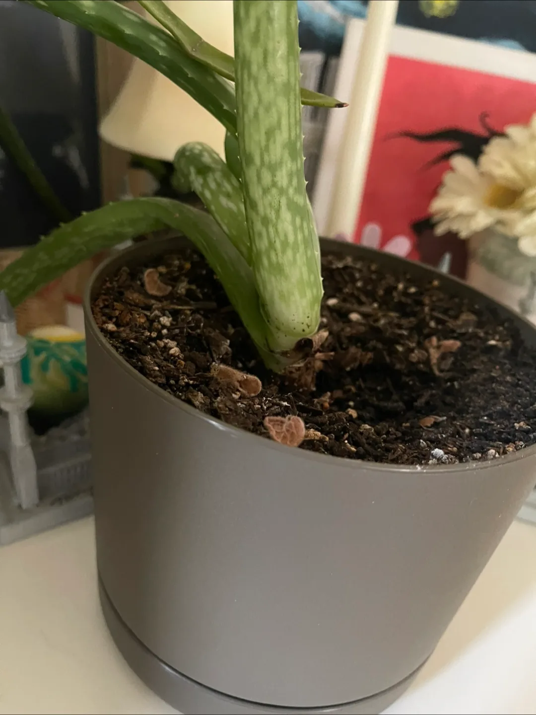 🥕Aleo Vera Plant Pot - 5 inch diameter image indicator(3)