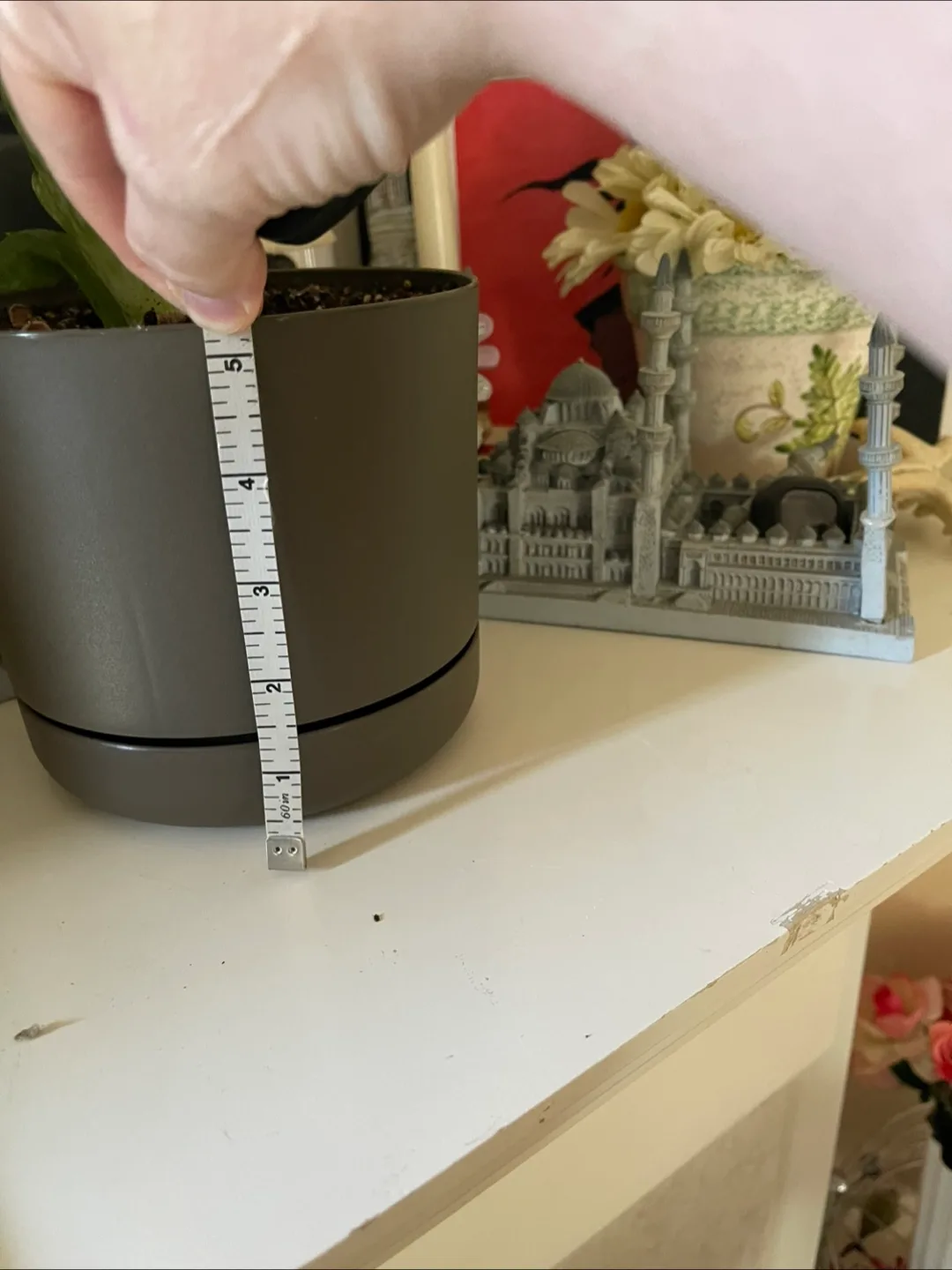 🥕Aleo Vera Plant Pot - 5 inch diameter