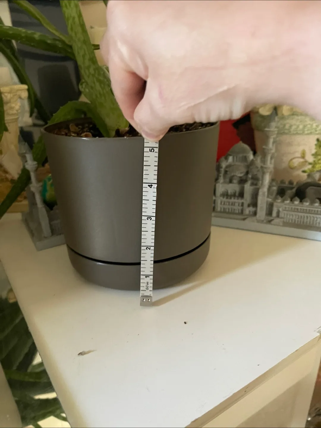 🥕Aleo Vera Plant Pot - 5 inch diameter image indicator(2)