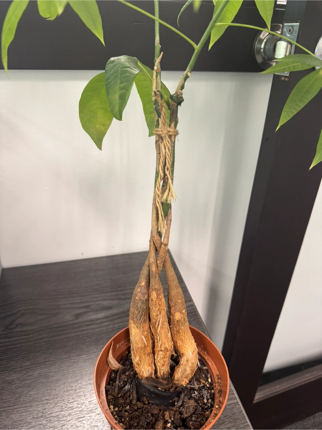 Money Tree Plant - photo 3