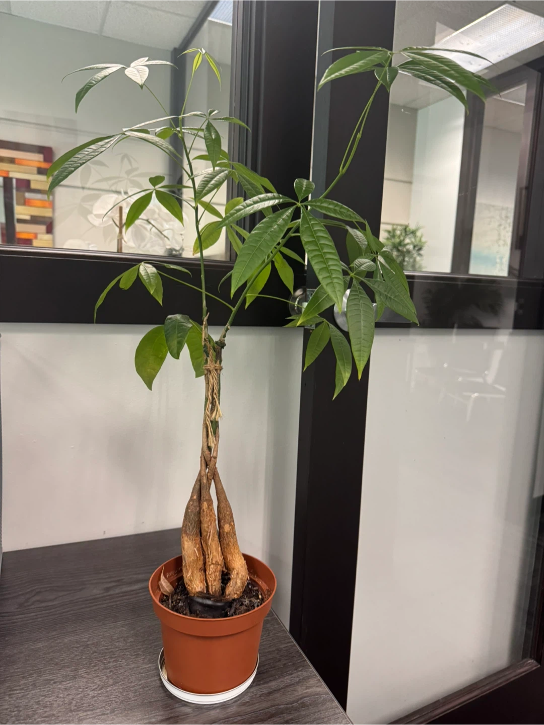 Money Tree Plant