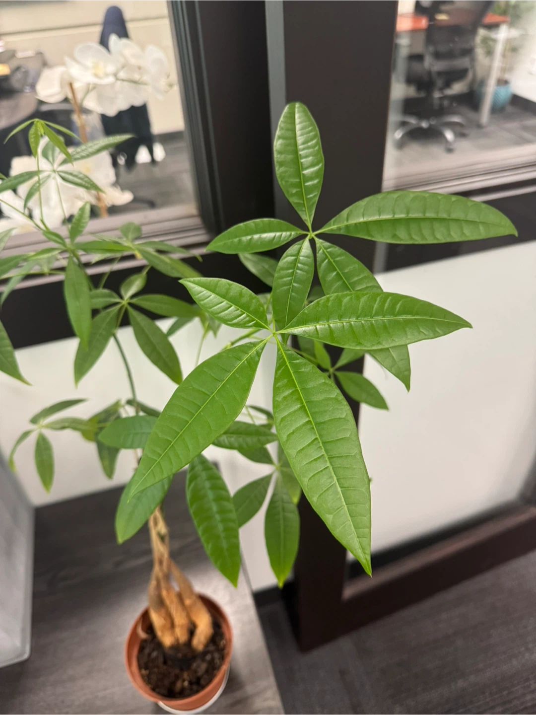 Money Tree Plant - photo 2