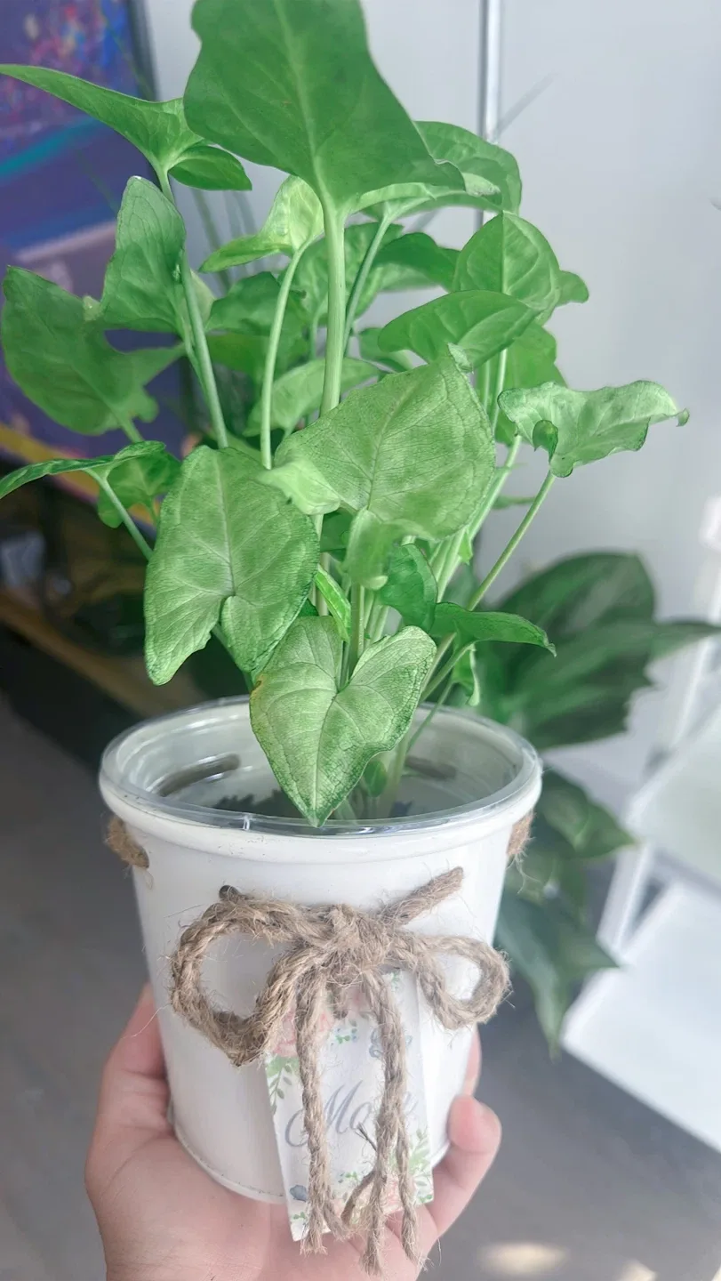 Syngonium Plant in White Pot thumbnail