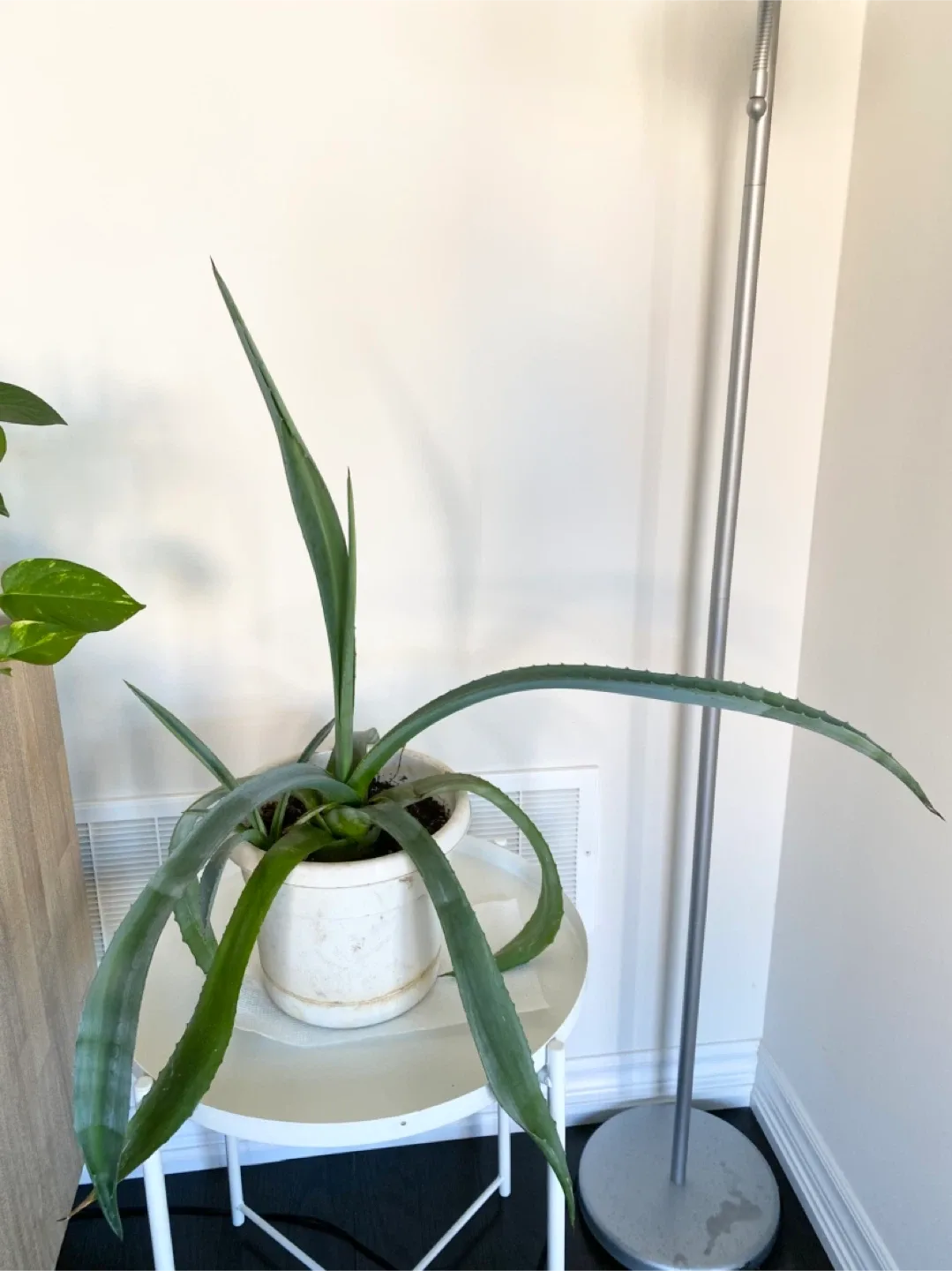 Large Aloe Vera Plant in Pot image indicator(2)