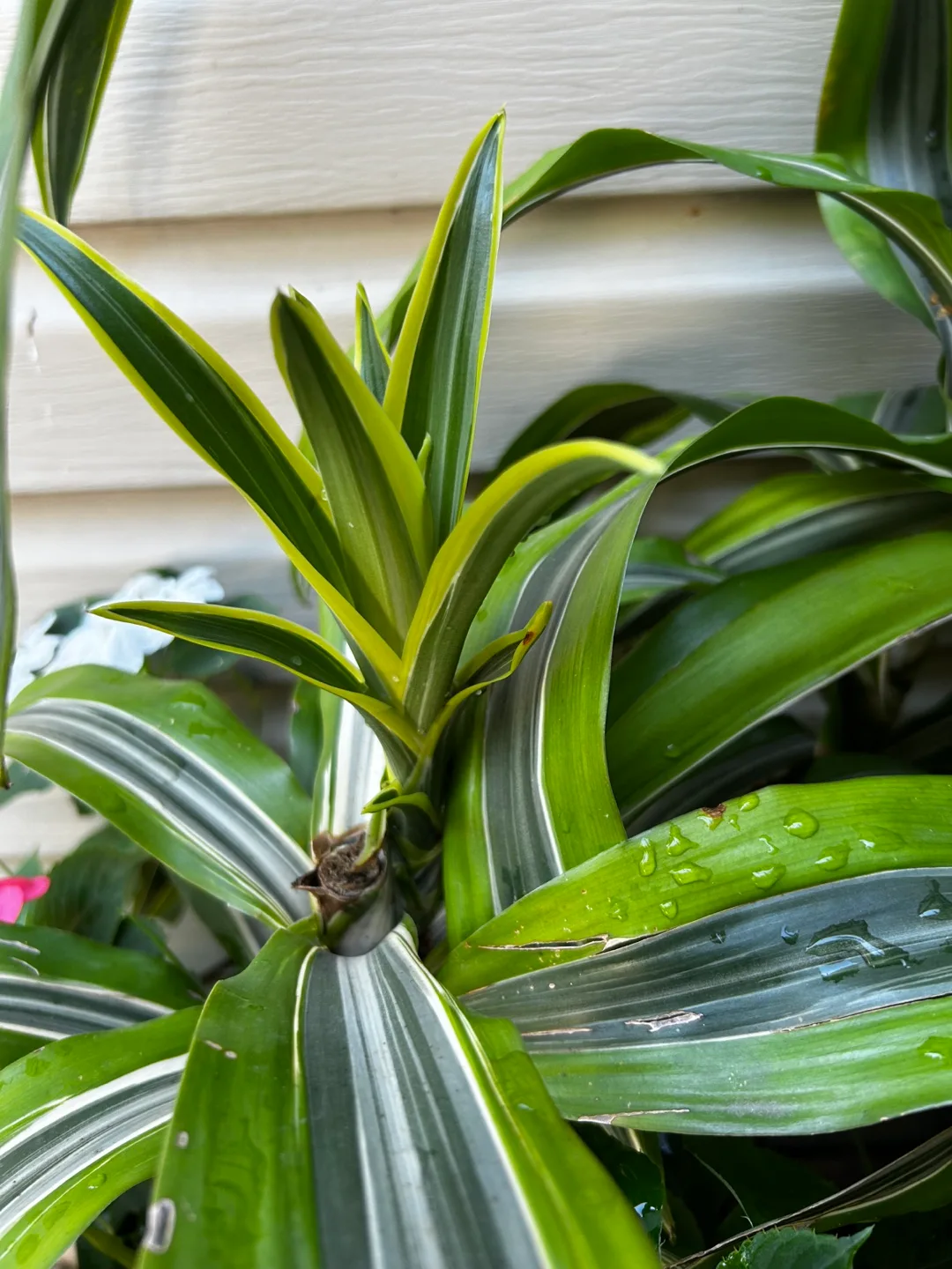 3in one pot Song of India image indicator(4)