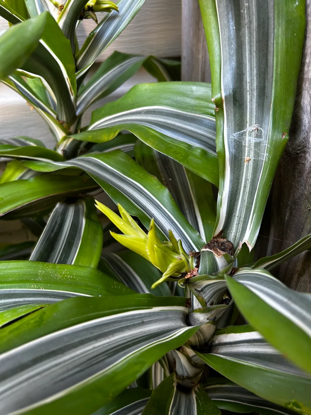 3in one pot Song of India image indicator(2)