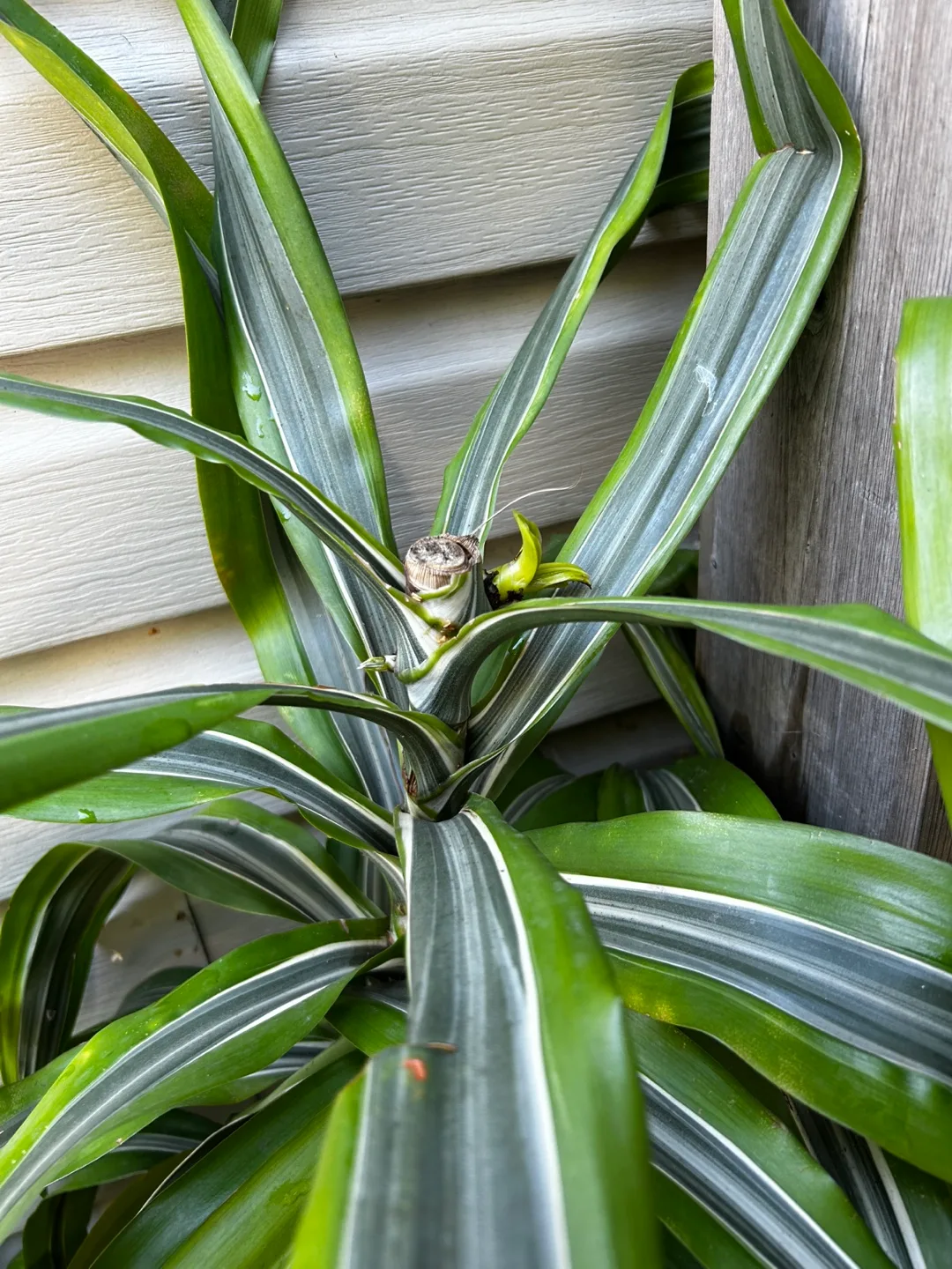 3in one pot Song of India image indicator(3)