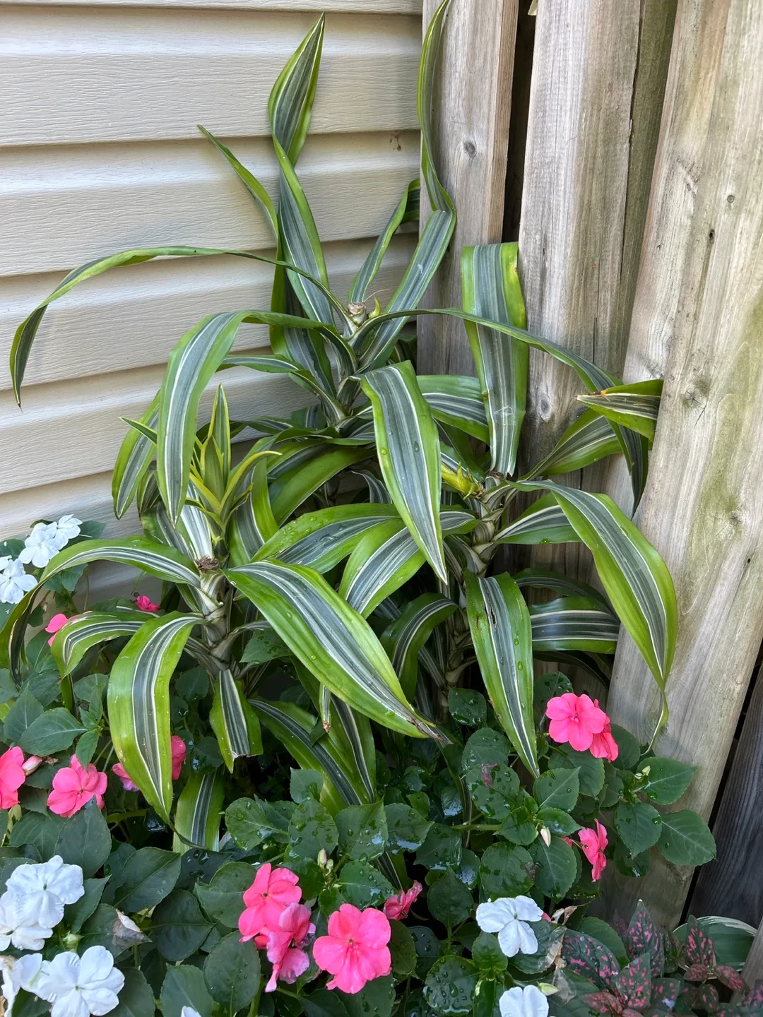 3in one pot Song of India image indicator(5)