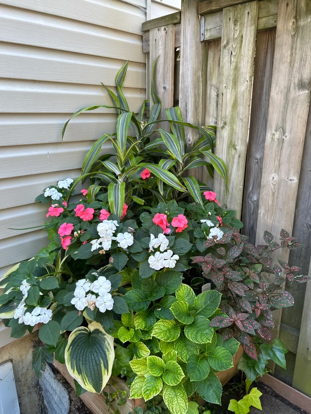 3in one pot Song of India image indicator(6)