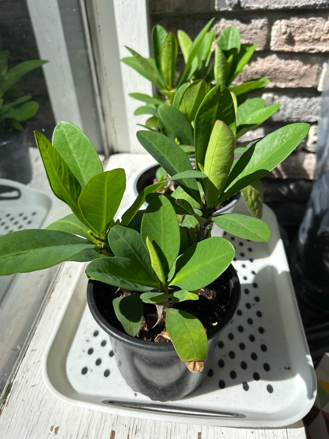 Potted Crown of Thorns Plant thumbnail