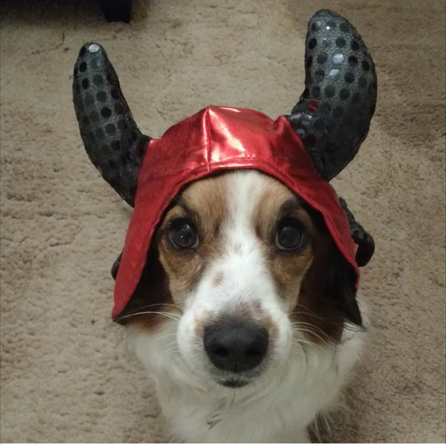 Devil Dog Costume thumbnail