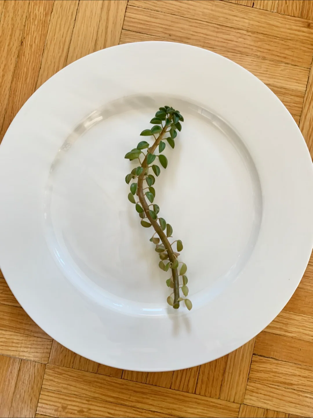 Prayer Pepper Plant Cutting 🥕 thumbnail