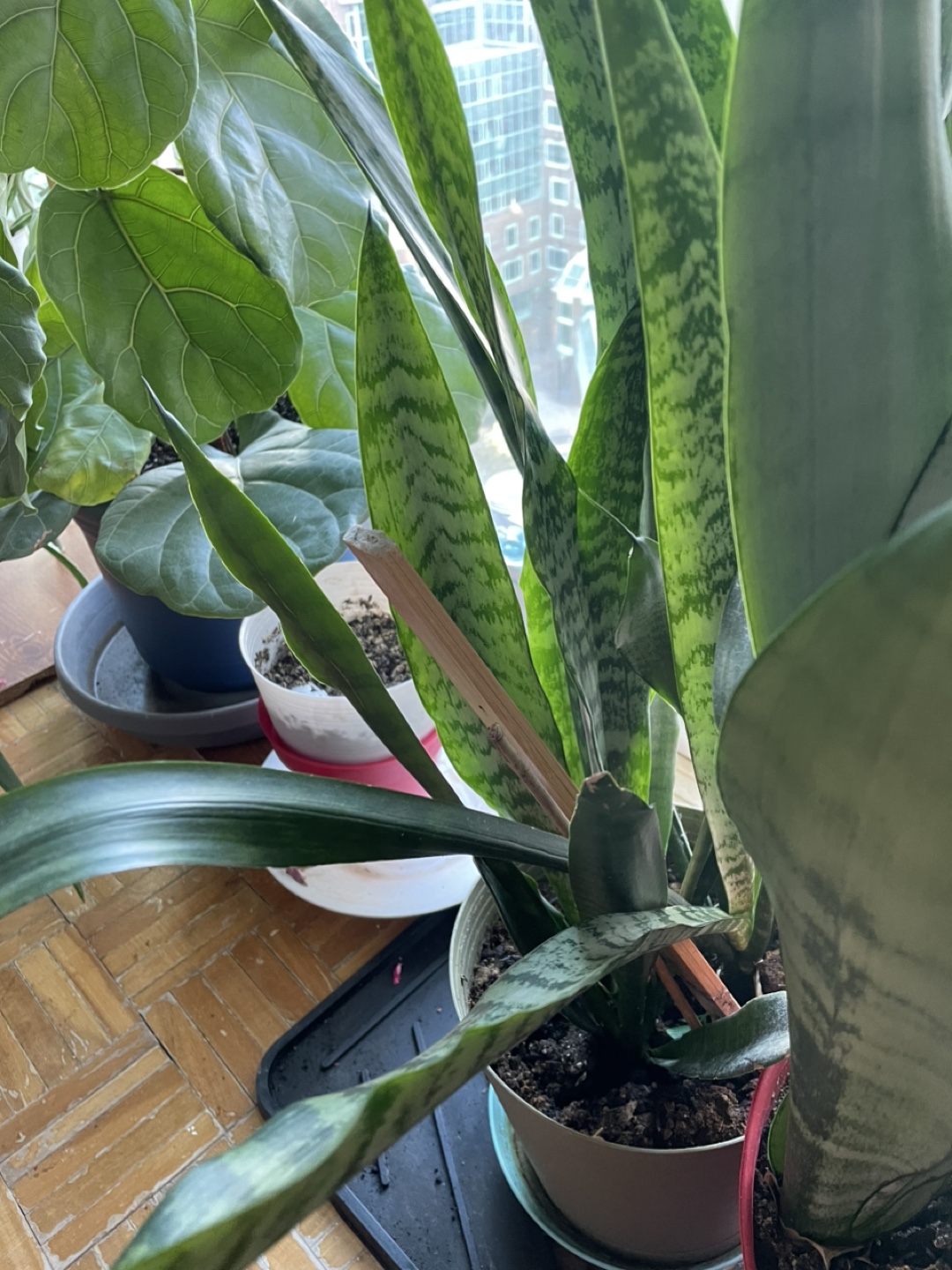 Snake Plant - photo 3