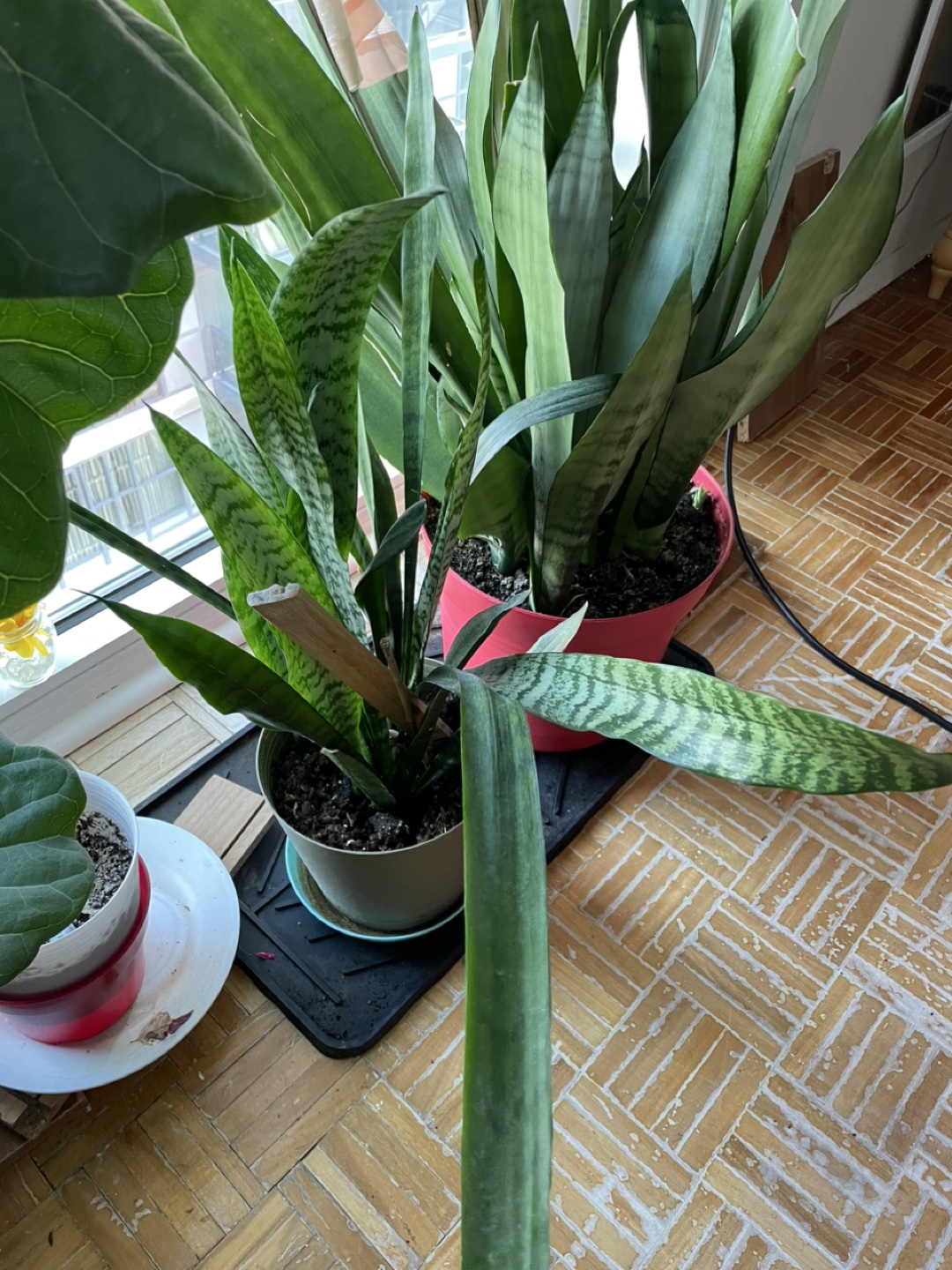 Snake Plant - photo 2